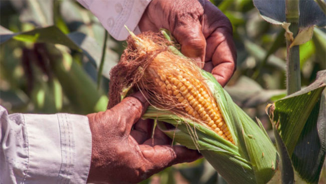 Petani Jagung Mengeluh Hasil Panen Ditolak Bulog Gorontalo, Gubernur Langsung Turun Tangan!